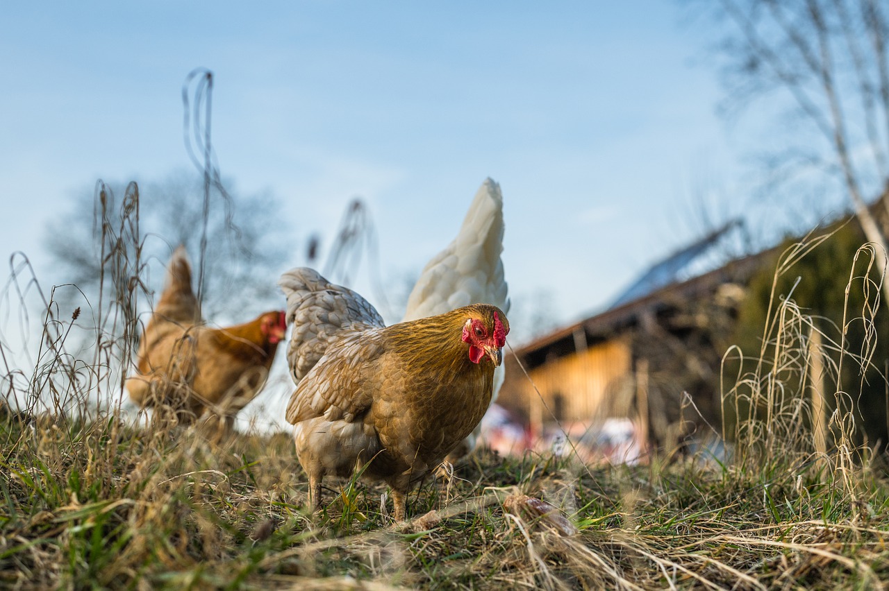 GIỚI THIỆU 1 chickens, hens, birds-6078279.jpg