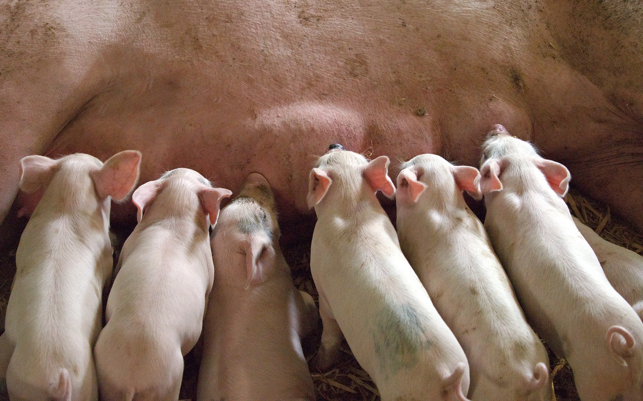 GIỚI THIỆU 2 piglet, suckling, mother-1639589.jpg