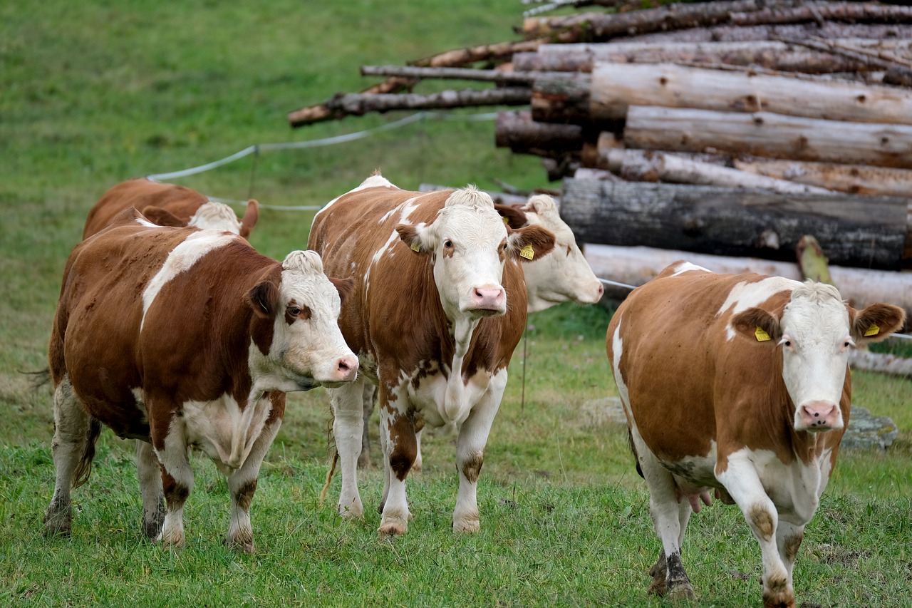 GIỚI THIỆU 3 cow, cattle, livestock-5717273.jpg