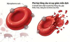 Mycoplasma suis