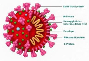 Cau truc Avian Coronavirus